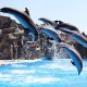 Милые дельфины в дельфинарии Батуми