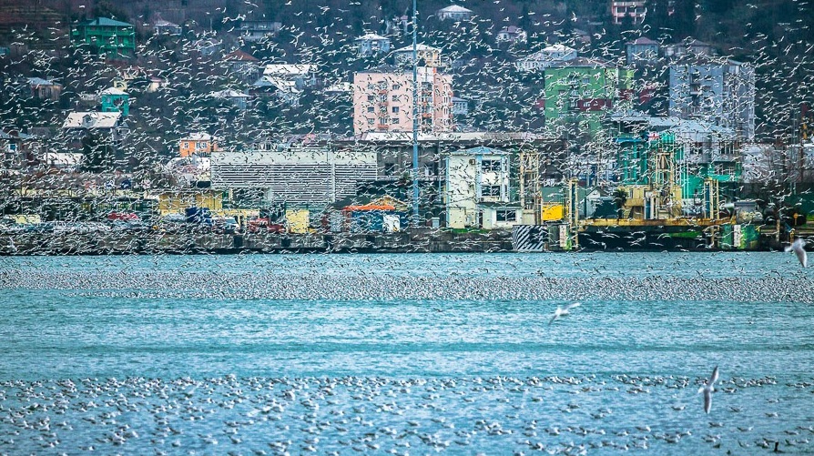 Seagulls in the port